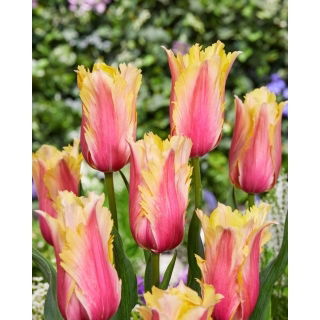 Tulipan Flaming Memory - 5 szt.