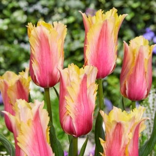 Tulipan Flaming Memory - 5 szt.