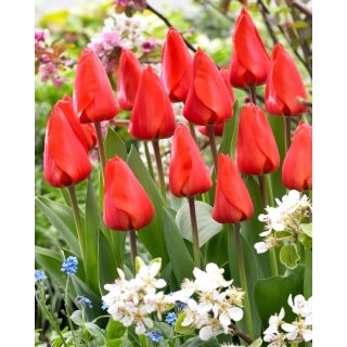 Tulipan Lalibela - duża paczka! - 50 szt.
