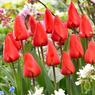 Tulipan Lalibela - GIGA paczka! - 250 szt.