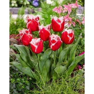 Tulipan New Santa - duża paczka! - 50 szt.