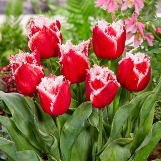 Tulipan New Santa - duża paczka! - 50 szt.