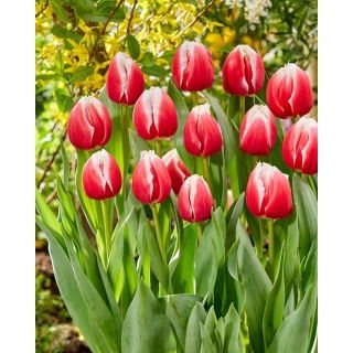 Tulipan One Love - 5 szt.