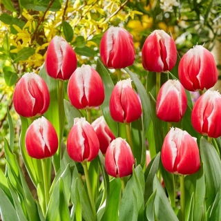 Tulipan One Love - duża paczka! - 50 szt.