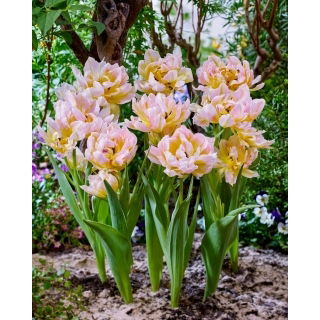 Tulipan Password - 5 szt.