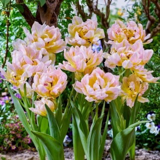 Tulipan Password - 5 szt.