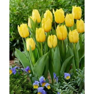 Tulipan Sunny Time - 5 szt.