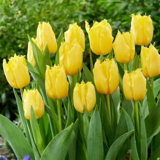 Tulipan Sunny Time - GIGA paczka! - 250 szt.
