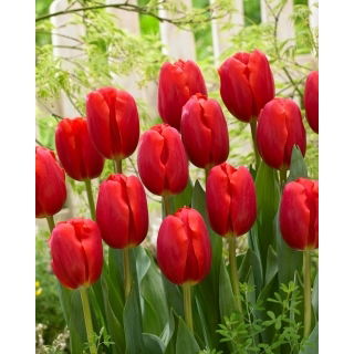Tulipan Surrender - duża paczka! - 50 szt.