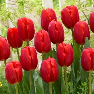 Tulipan Surrender - GIGA paczka! - 250 szt.