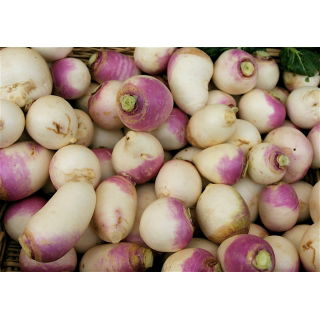 Rzepa pastewna Marco - 500 g