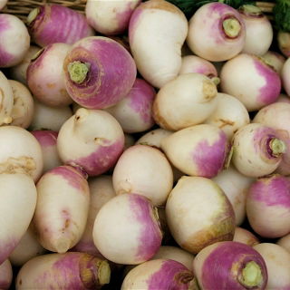 Rzepa pastewna Marco - 500 g