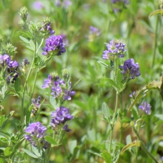 Lucerna siewna Algonquin - 1 kg
