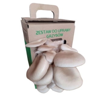 Boczniak ostrygowaty - zestaw do uprawy grzybów - na 3 zbiory!