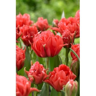 Tulipan Toronto Double - duża paczka! - 50 szt.