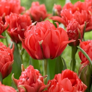 Tulipan Toronto Double - duża paczka! - 50 szt.