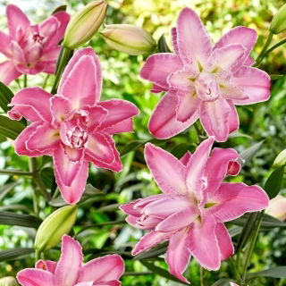 Lilia - Lotus Wonder - orientalna, pełna - GIGA paczka! - 50 szt.