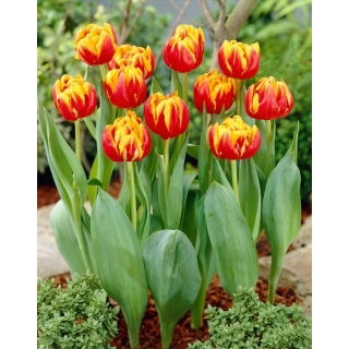 Tulipan Cilesta - GIGA paczka! - 250 szt.