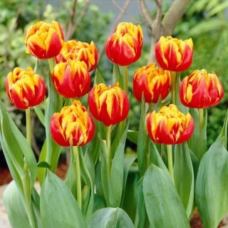 Tulipan Cilesta - GIGA paczka! - 250 szt.
