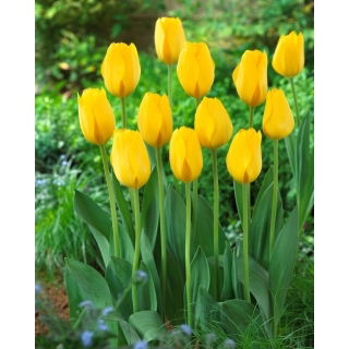 Tulipan Conqueror - 5 szt.