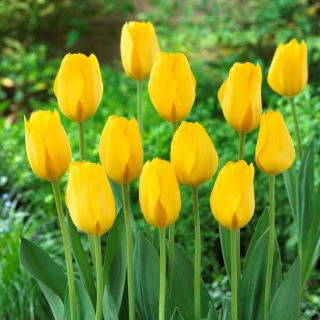 Tulipan Conqueror - 5 szt.