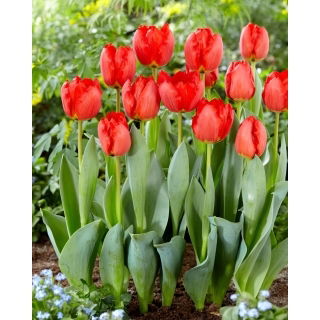 Tulipan Crystal Beauty - 5 szt.