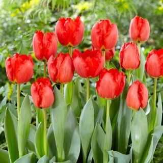 Tulipan Crystal Beauty - 5 szt.