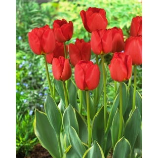 Tulipan Darwidesign - 5 szt.