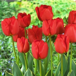 Tulipan Darwidesign - 5 szt.