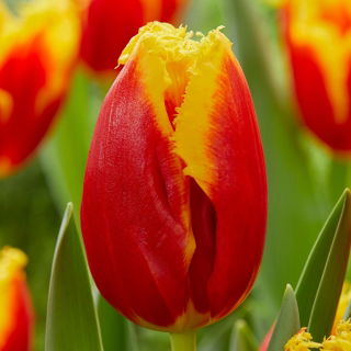Tulipan Davenport - 5 szt.