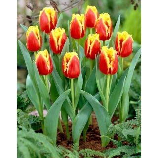 Tulipan Davenport - 5 szt.