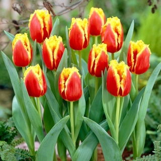Tulipan Davenport - duża paczka! - 50 szt.