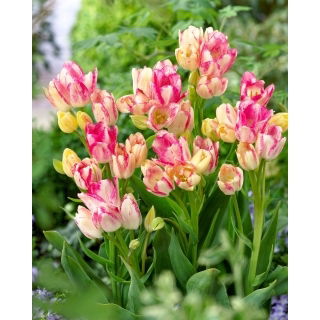 Tulipan Dream Club - GIGA paczka! - 250 szt.