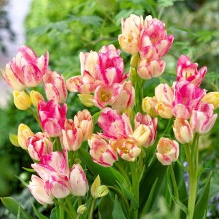 Tulipan Dream Club - GIGA paczka! - 250 szt.