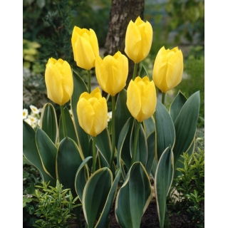 Tulipan Easter Moon - 5 szt.