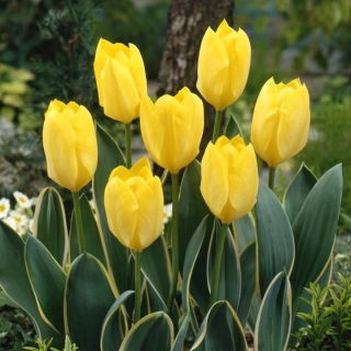 Tulipan Easter Moon - 5 szt.
