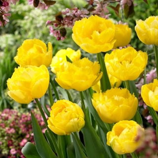Tulipan Exotic Sun - 5 szt.