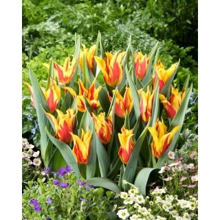 Tulipan Firework - duża paczka! - 50 szt.