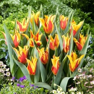 Tulipan Firework - duża paczka! - 50 szt.