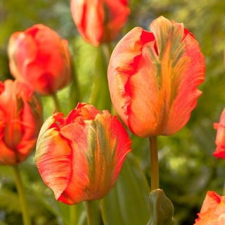Tulipan Flower Power - 5 szt.