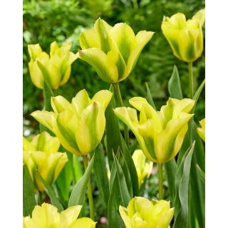 Tulipan Formosa - duża paczka! - 50 szt.