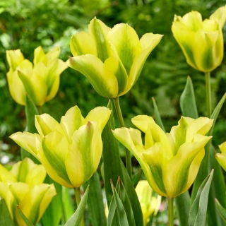 Tulipan Formosa - duża paczka! - 50 szt.