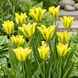 Tulipan Formosa - GIGA paczka! - 250 szt.