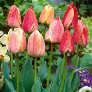 Tulipan Gudoshnik - 5 szt.