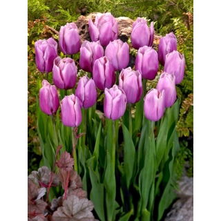 Tulipan Holland Beauty - GIGA paczka! - 250 szt.