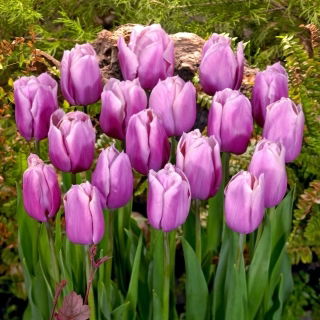 Tulipan Holland Beauty - GIGA paczka! - 250 szt.