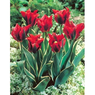 Tulipan Hollywood Star - duża paczka! - 50 szt.
