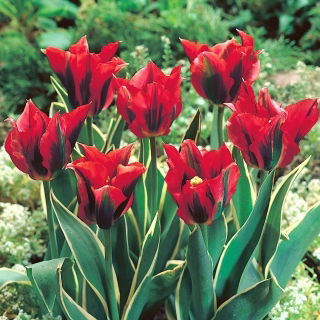 Tulipan Hollywood Star - duża paczka! - 50 szt.