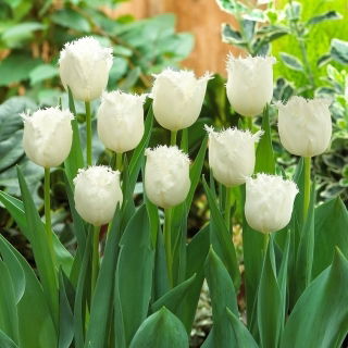 Tulipan Honeymoon - GIGA paczka! - 250 szt.