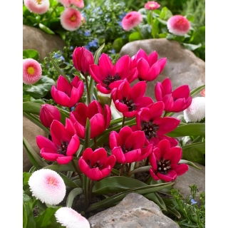 Tulipan Violacea Black Base - duża paczka! - 50 szt.